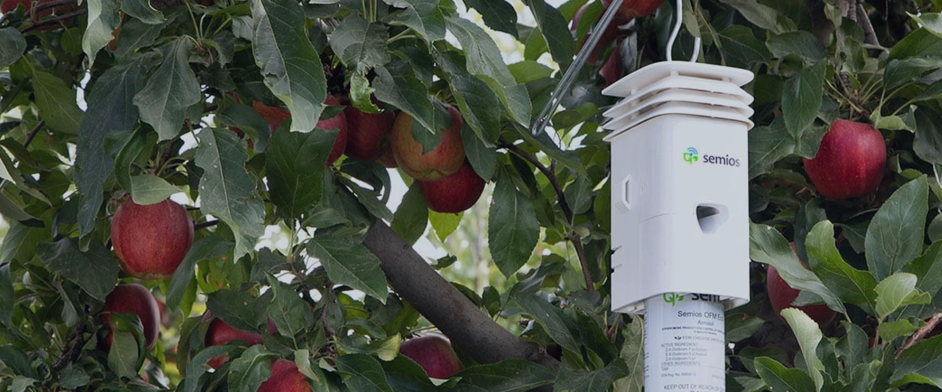 Semios smart agriculture success story image